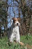 FOX TERRIER 096